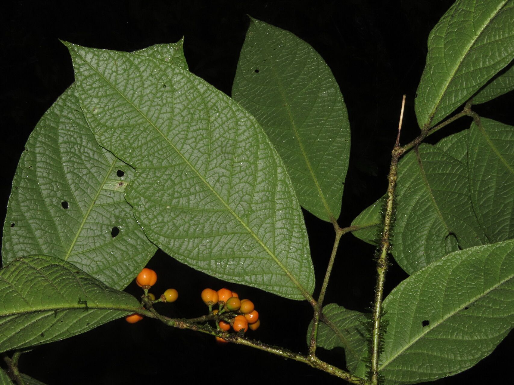 Bunchosia macrophylla — search result for 'Bunchosia'