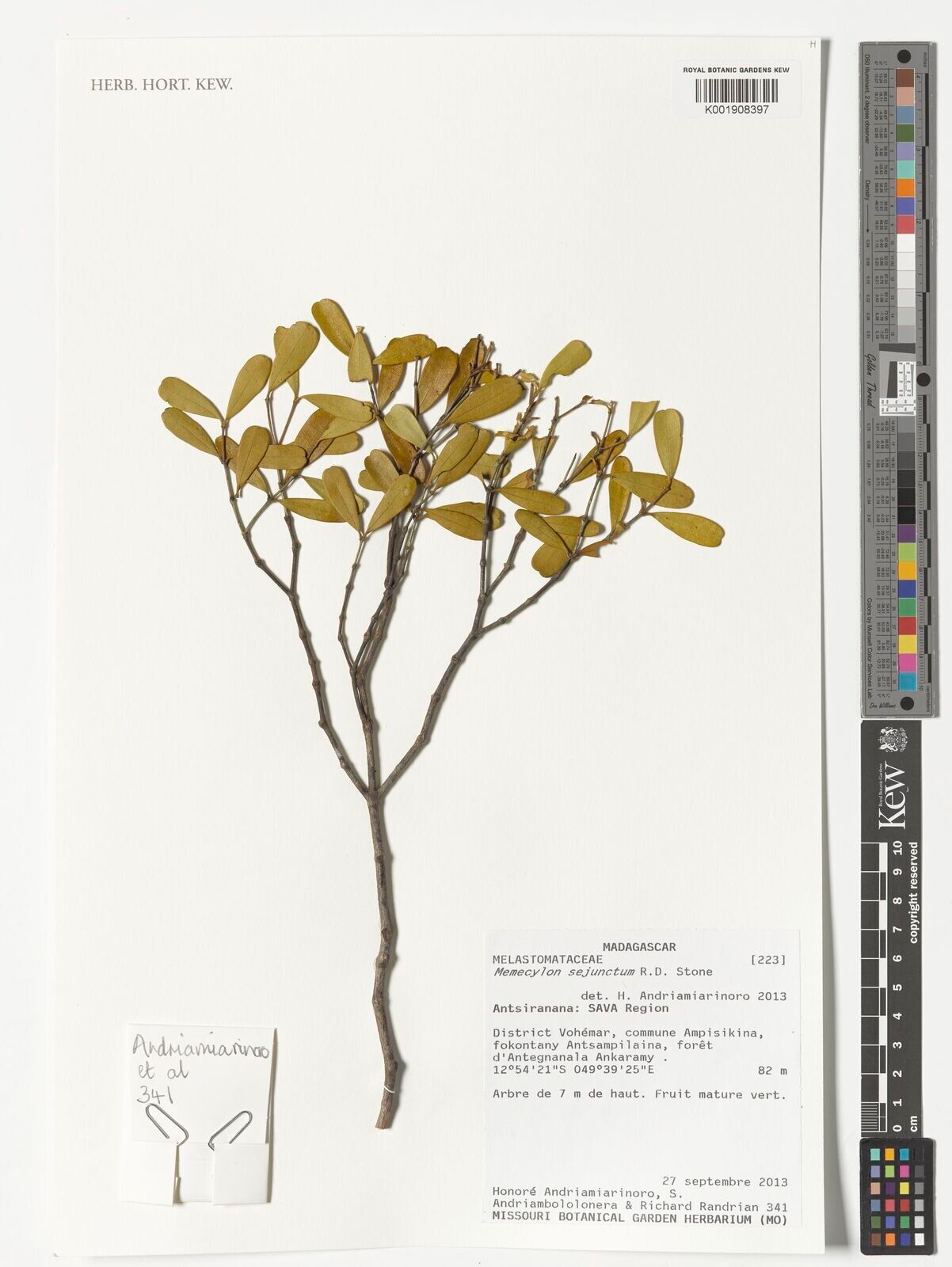 Memecylon sejunctum — houseplant care guide