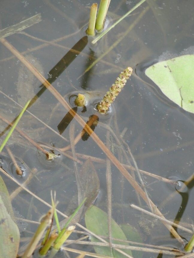 Potamogeton richardii — search result for 'Potamogeton'