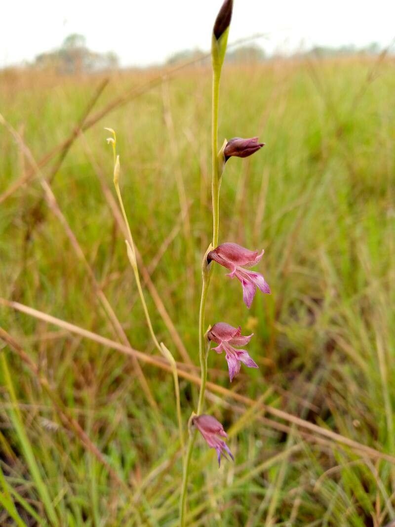 Gladiolus unguiculatus — search result for 'Gladiolus'
