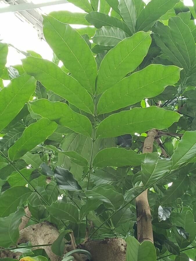 Khaya nyasica — search result for 'Meliaceae'