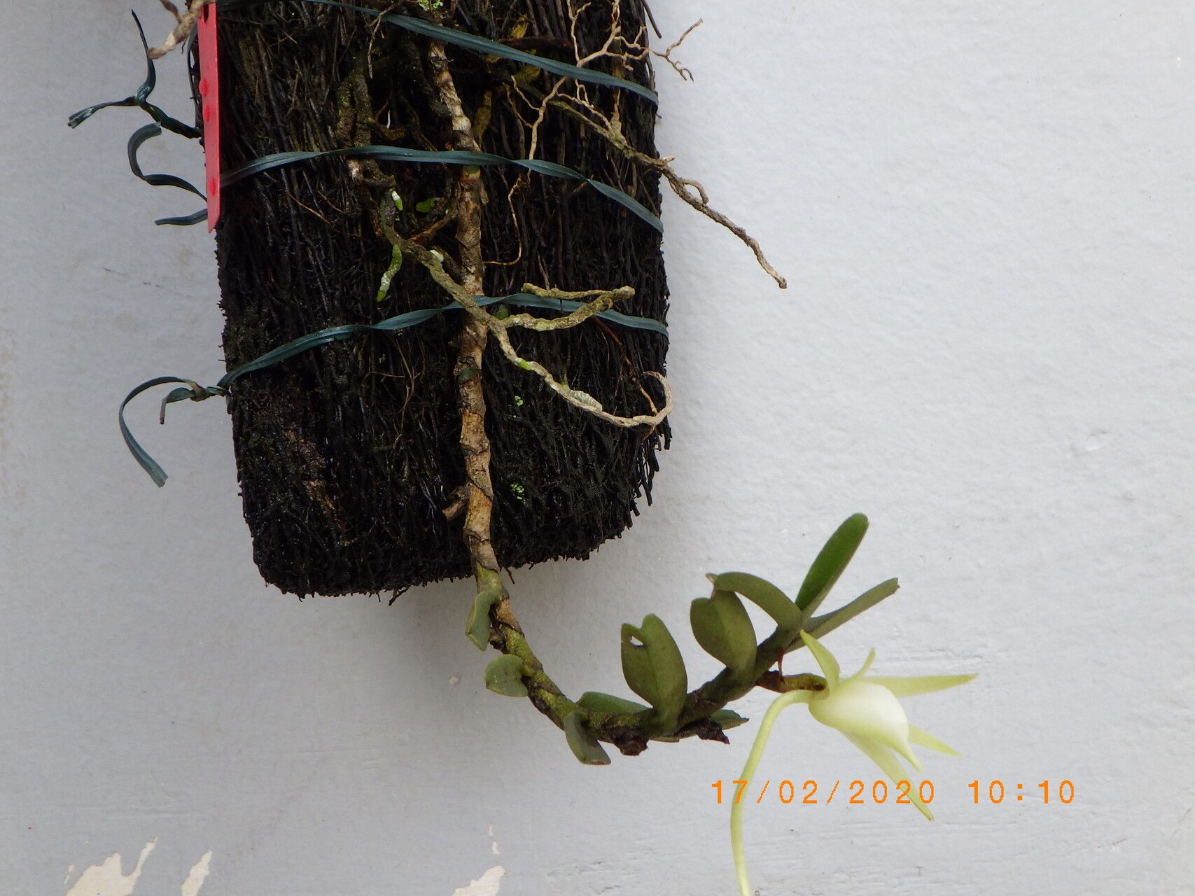 Angraecum ankeranense habit