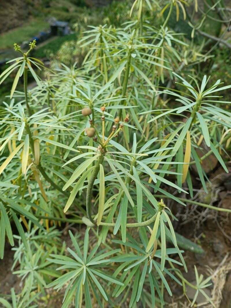 Euphorbia broussonetii — houseplant care guide