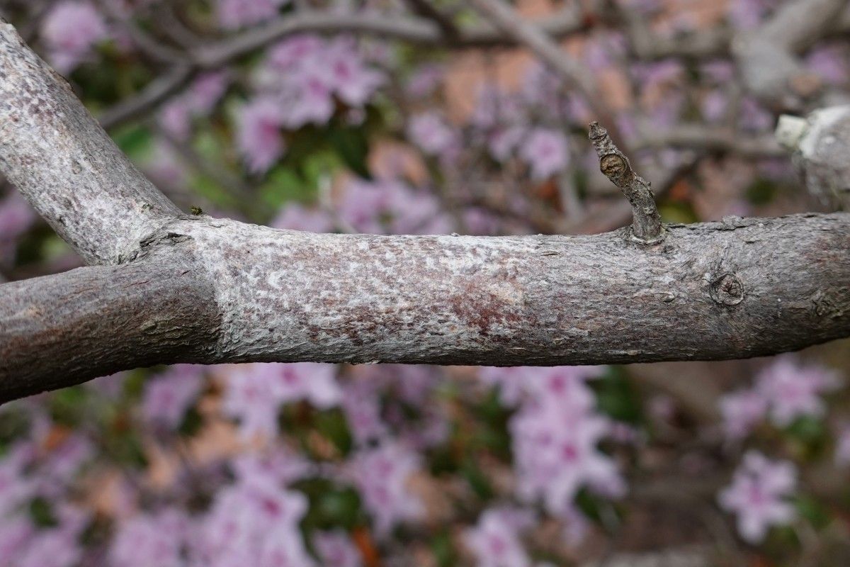 Rhododendron davidsonianum bark