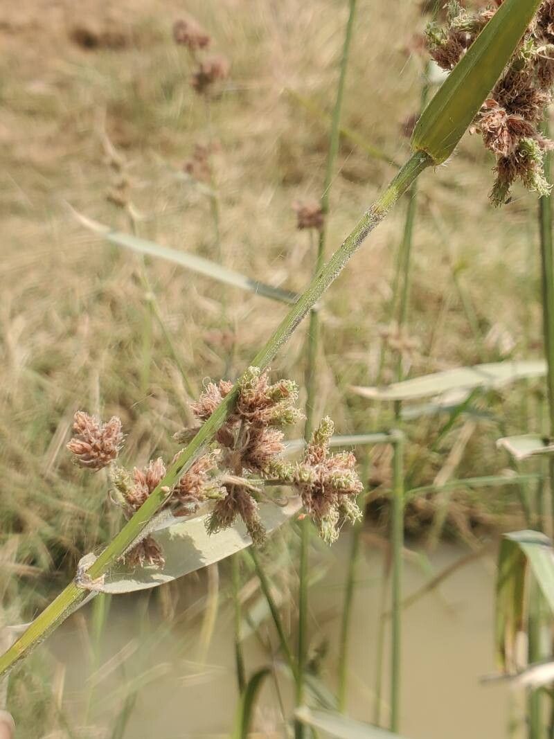 Fuirena umbellata flower