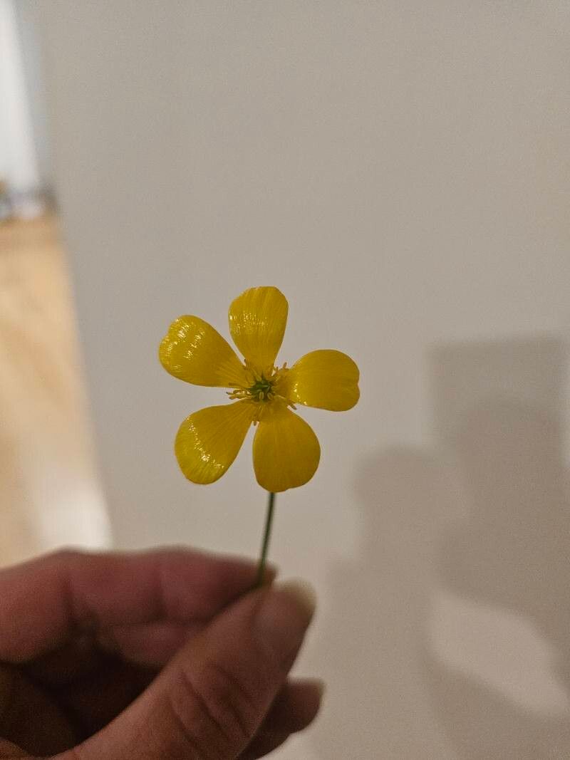 Ranunculus colonorum — houseplant care guide