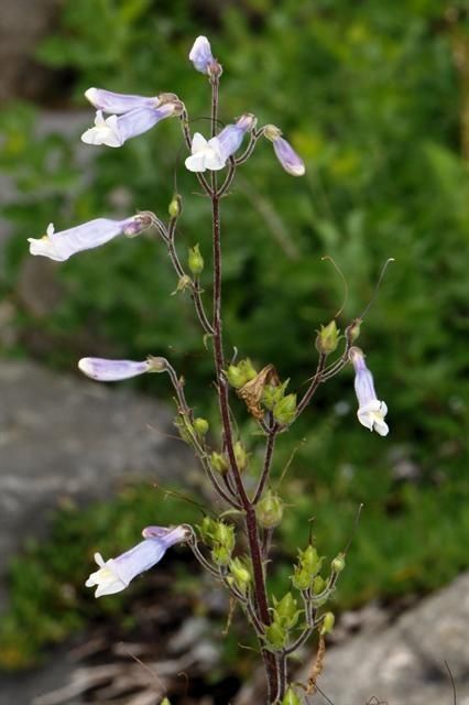 Penstemon watsonii habit