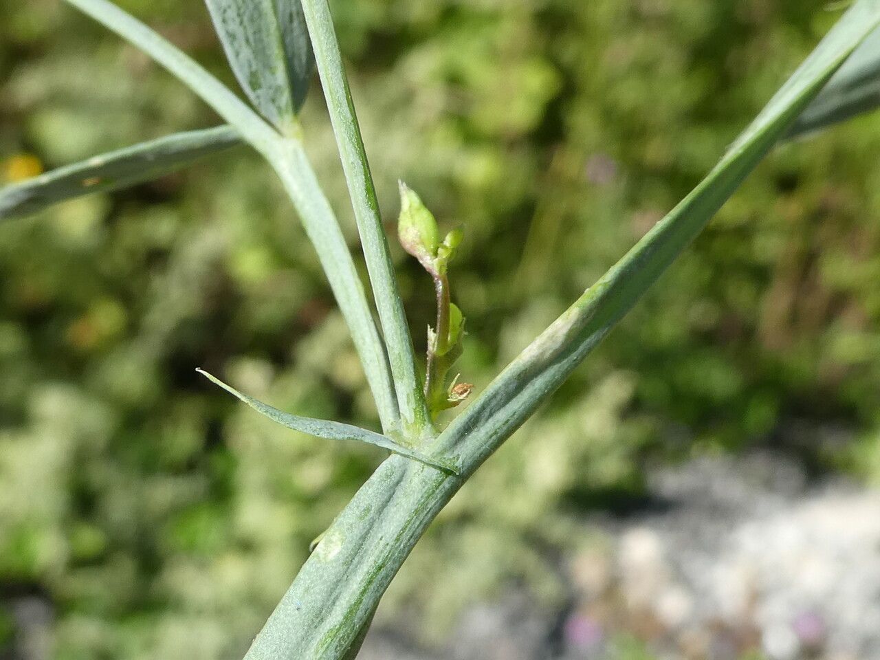 Lathyrus cirrhosus leaf