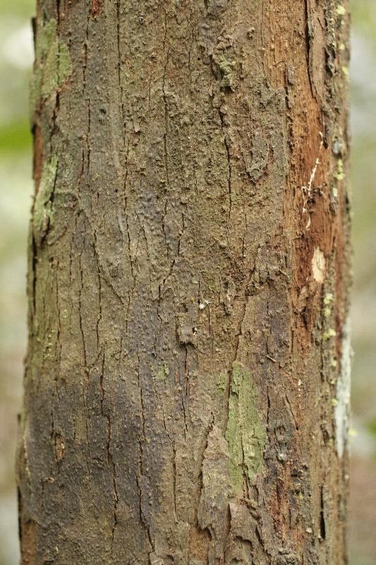 Iryanthera sagotiana bark