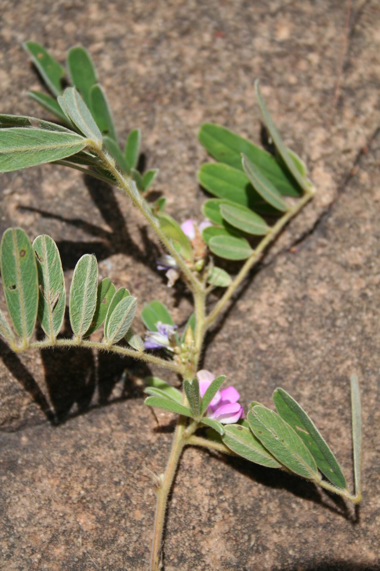Tephrosia nana — search result for 'Tephrosia'