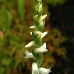 Spiranthes ochroleuca