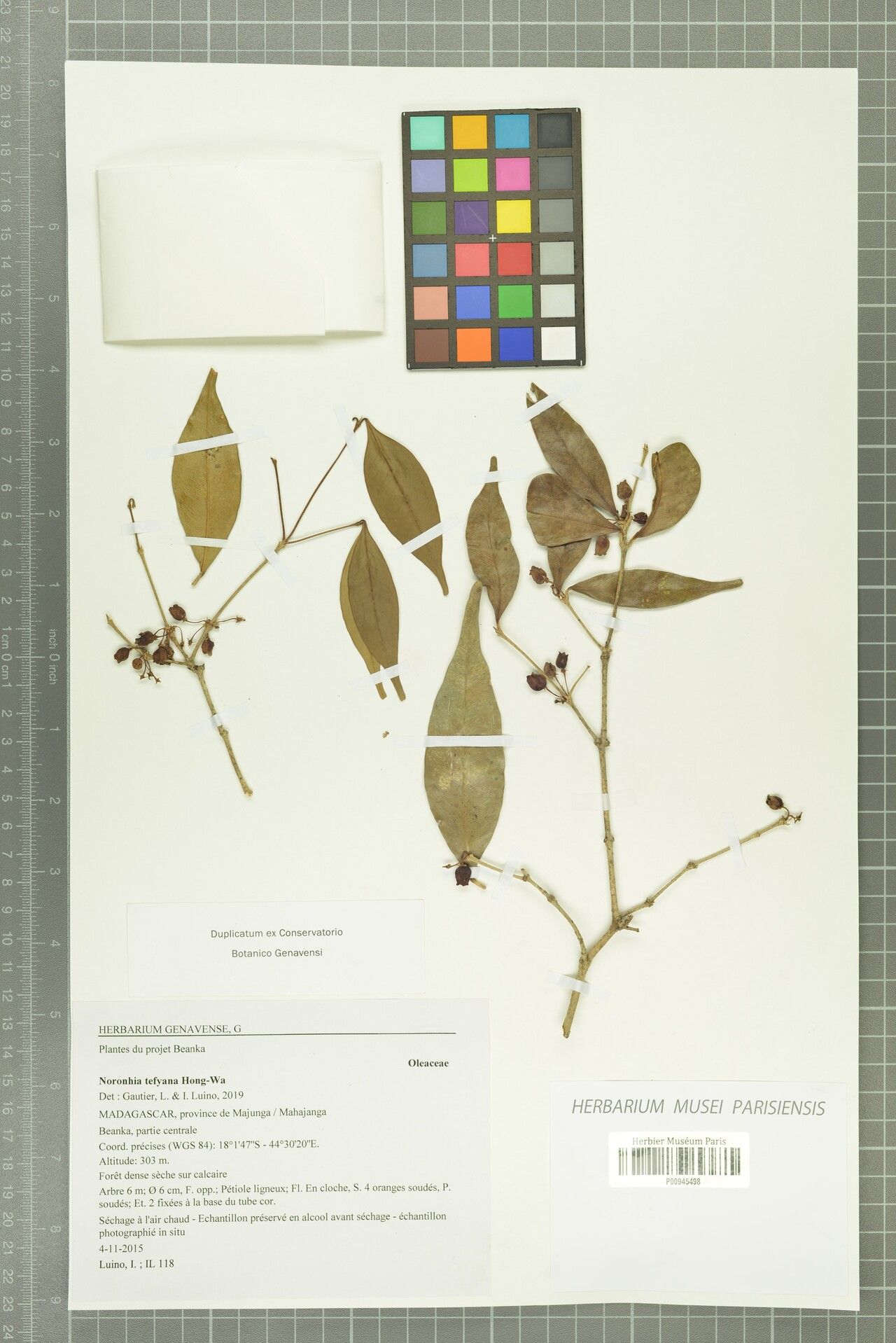 Noronhia tefyana — houseplant care guide