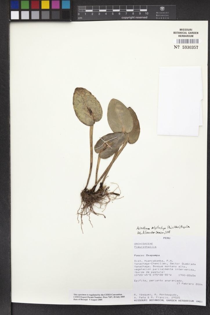 Acianthera polystachya other