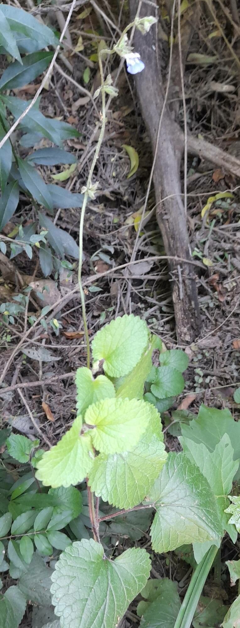 Salvia procurrens habit
