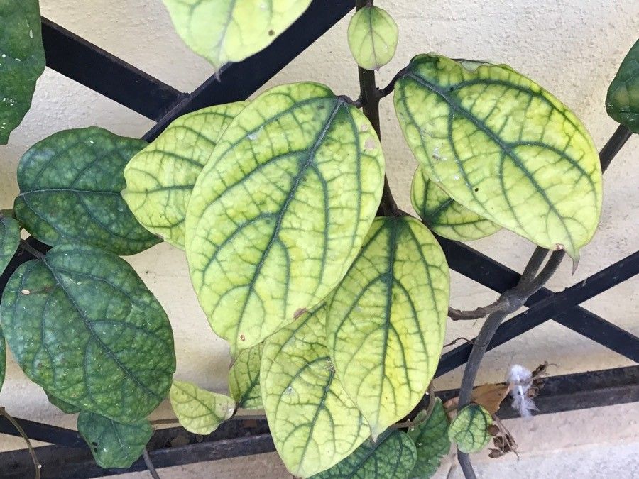 Clerodendrum × speciosum — search result for 'Clerodendrum'