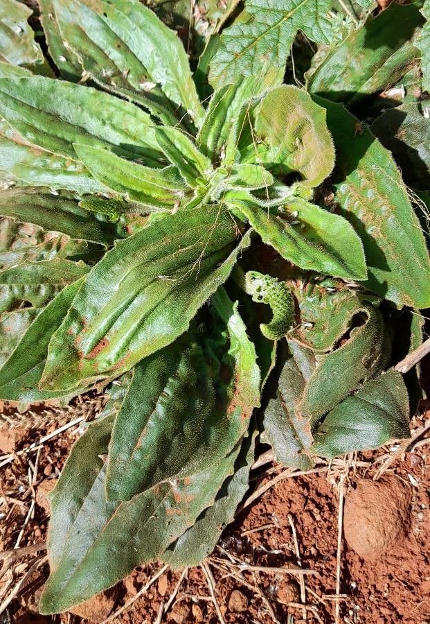 Plantago australis habit