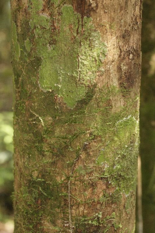 Guatteria schomburgkiana bark