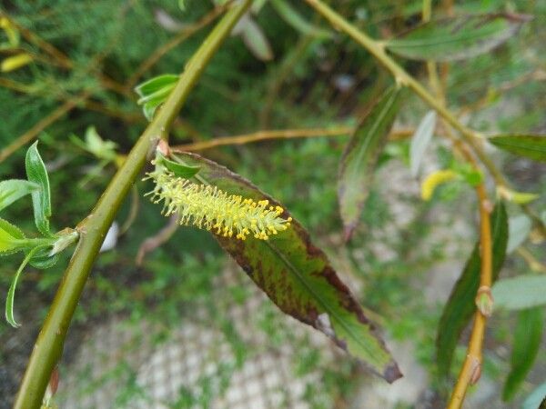Salix x sepulcralis flower
