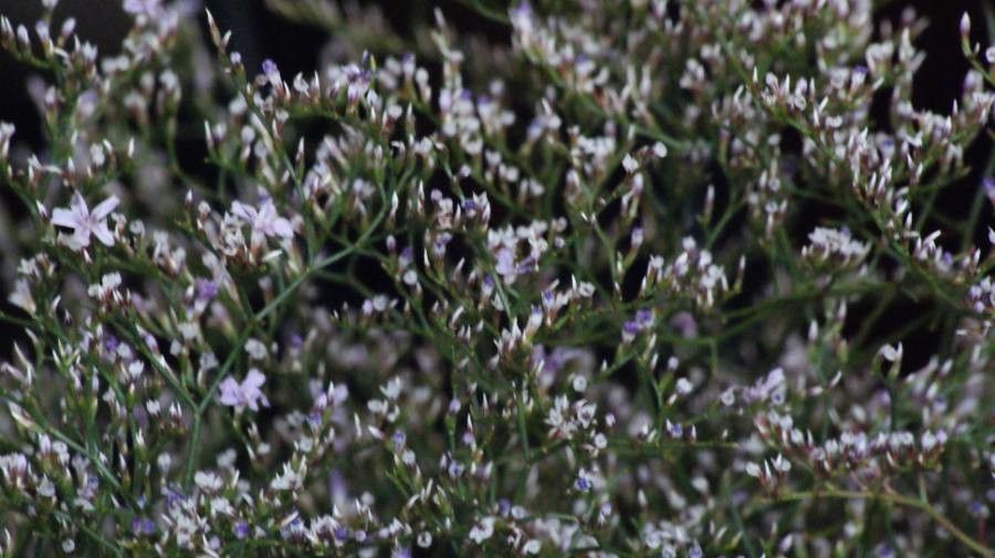 Limonium humile flower
