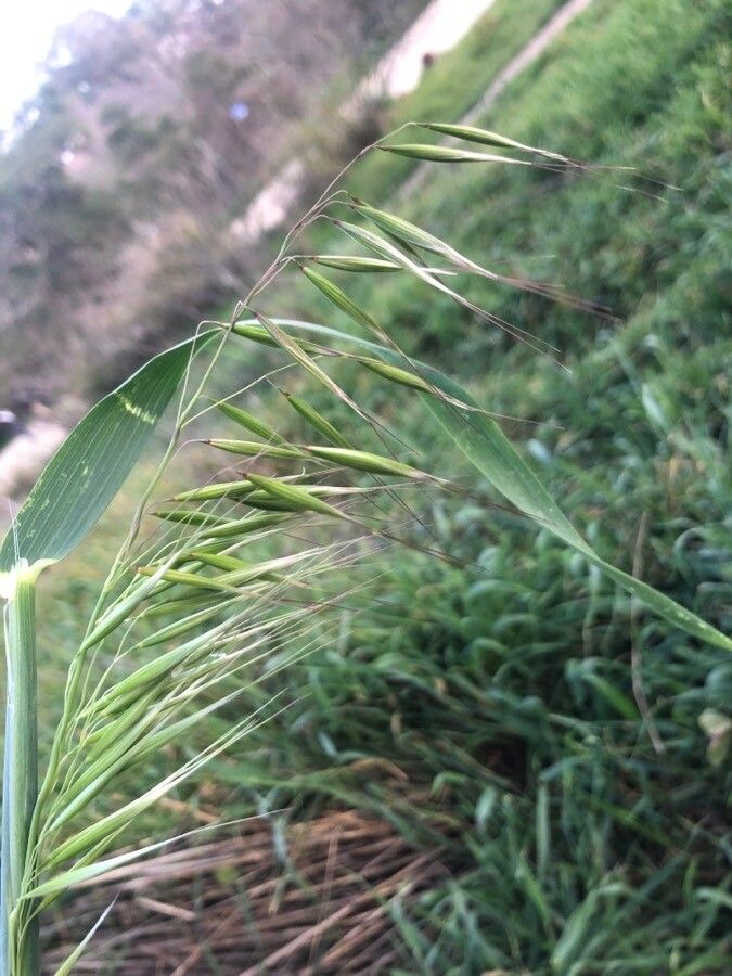 Avena sterilis fruit