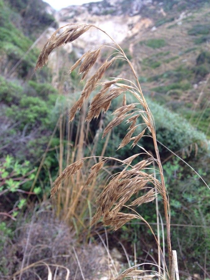 Ampelodesmos mauritanicus flower