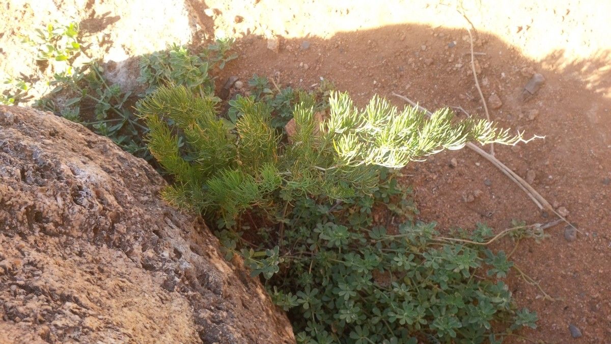 Asparagus altissimus — houseplant care guide