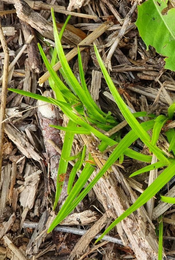 Rhodohypoxis baurii leaf