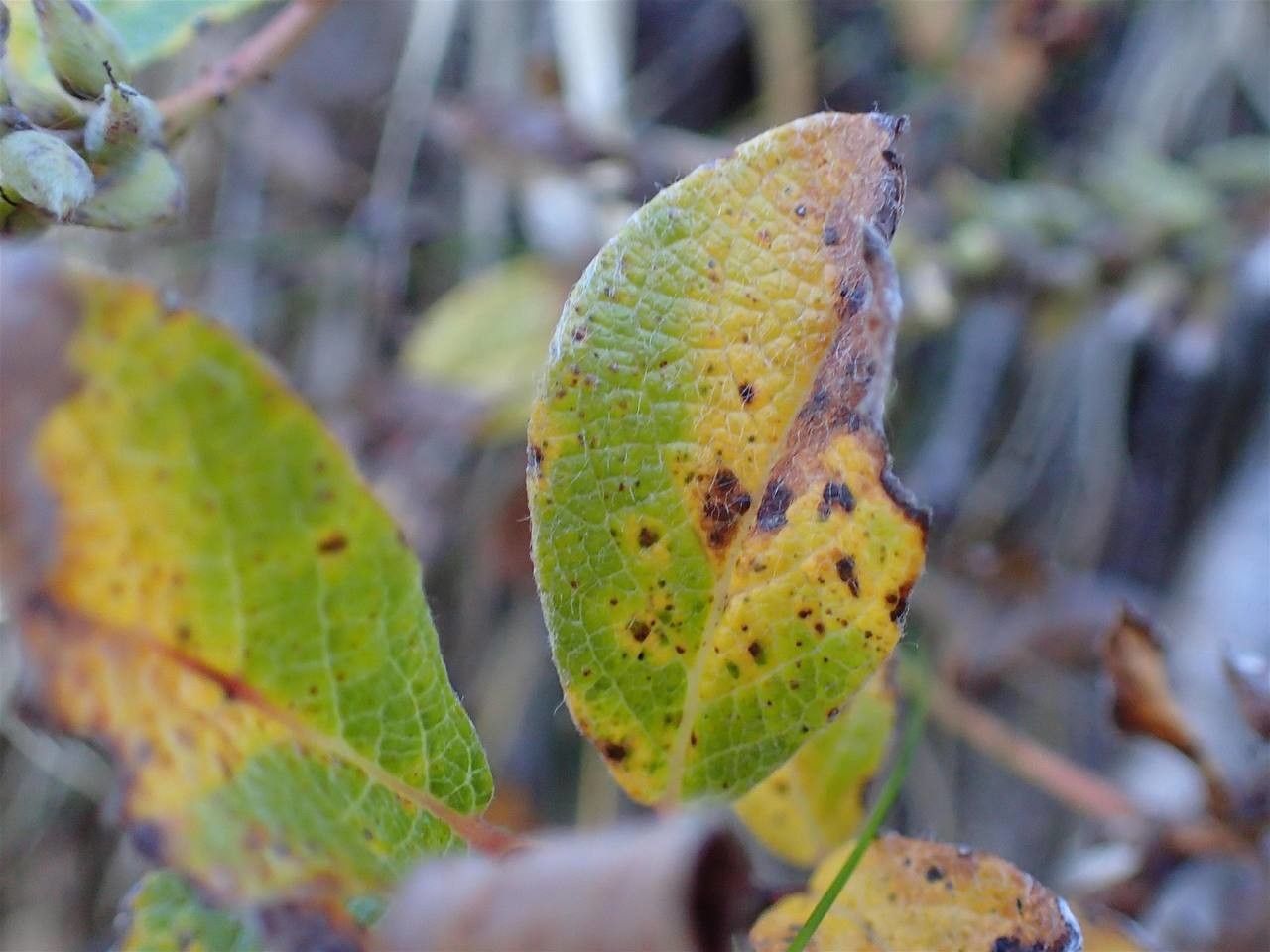 Salix pyrenaica fruit