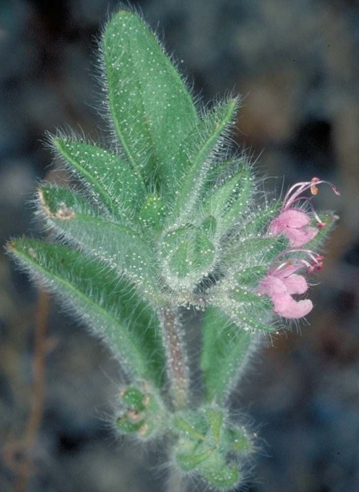 Trichostema oblongum — houseplant care guide