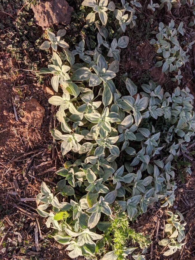 Croton setigerus leaf