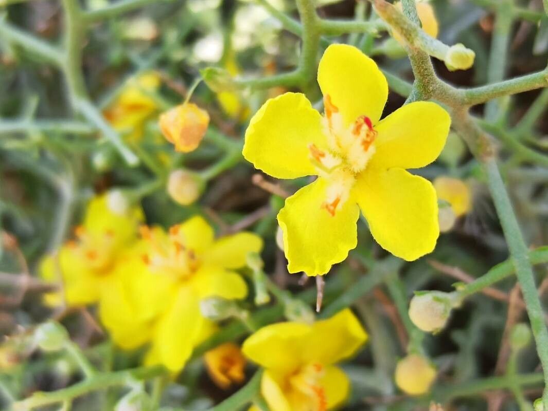 Verbascum spinosum — search result for 'Verbascum'