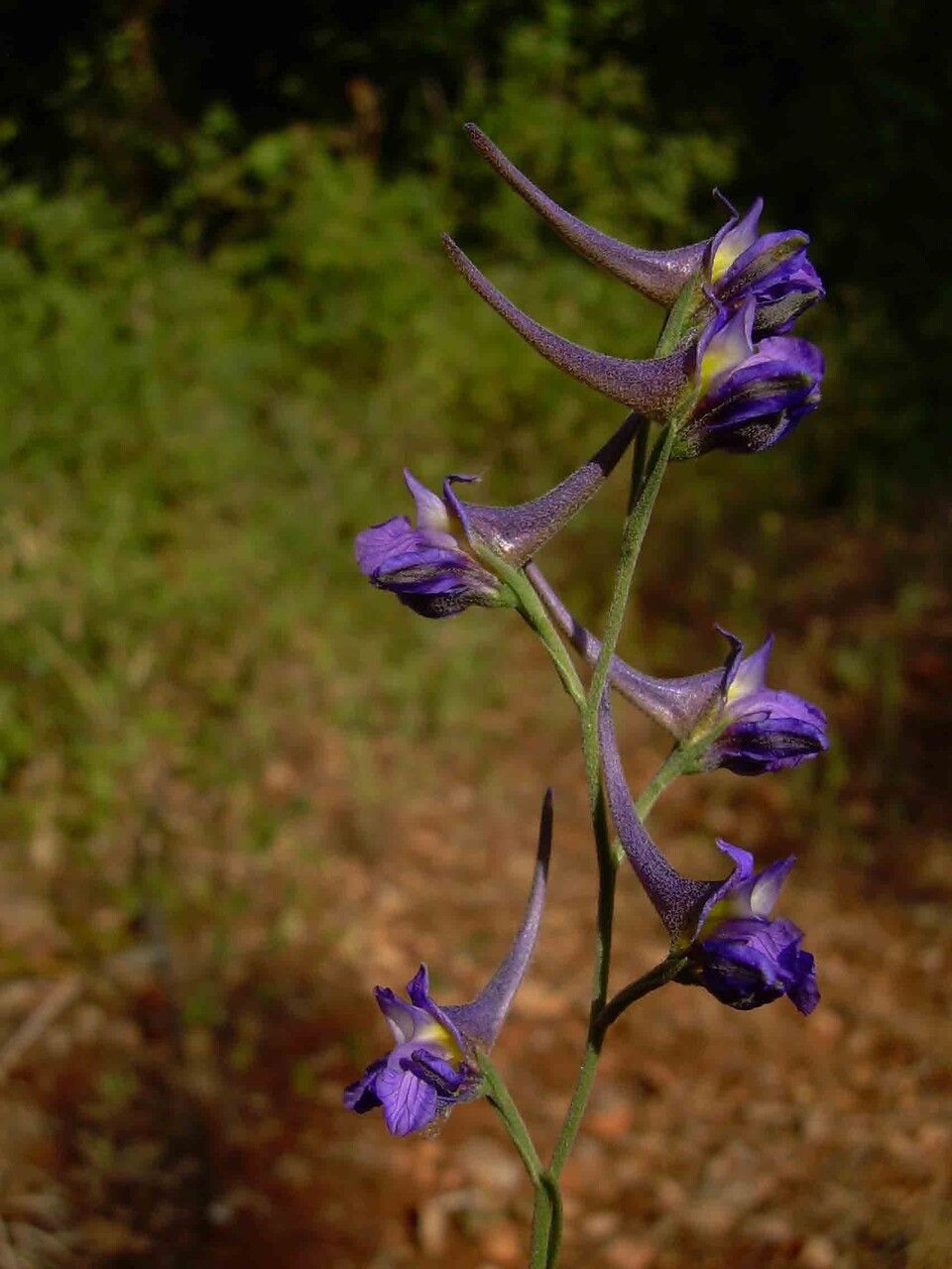 Delphinium peregrinum flower