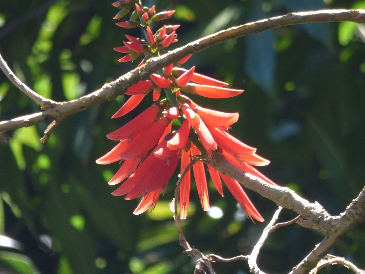 Erythrina corallodendrum flower