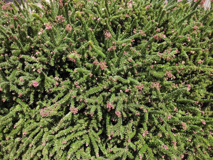 Grevillea lanigera habit