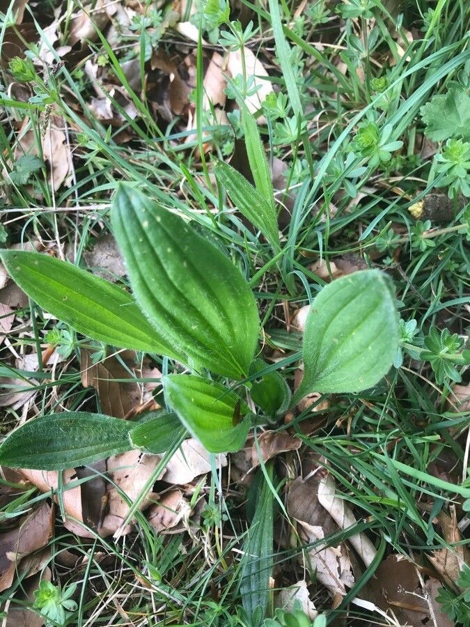 Plantago ovata leaf