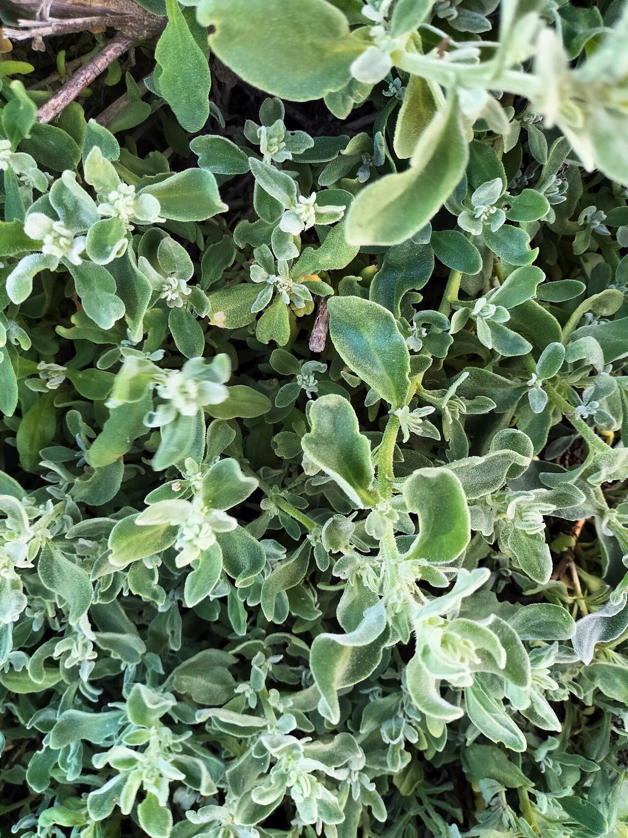 Tetragonia decumbens — related species from the same genus