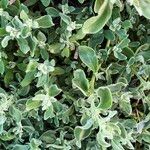 Tetragonia decumbens