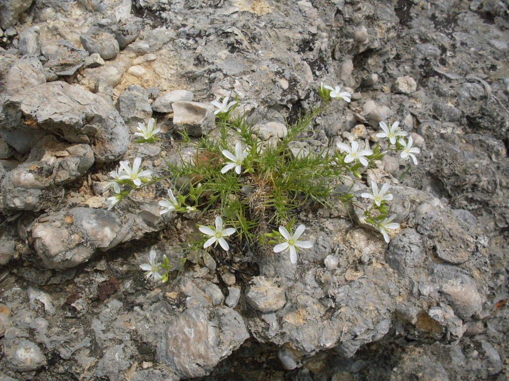 Minuartia michauxii habit
