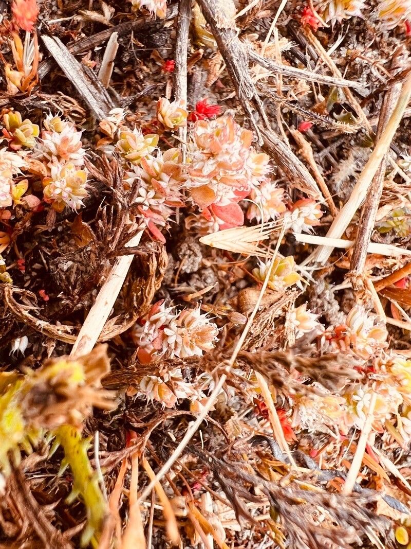 Paronychia arabica — related species from the same genus