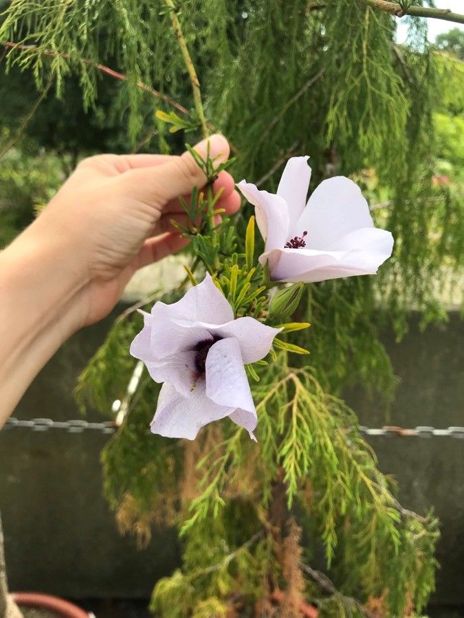 Alyogyne hakeifolia habit