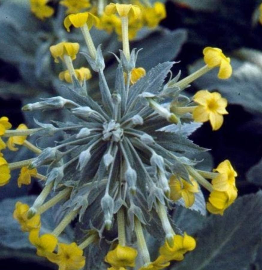 Primula verticillata flower