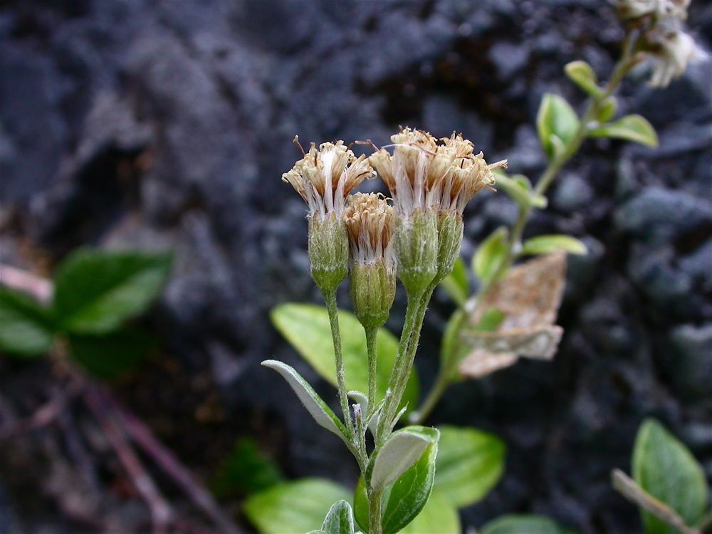 Luina hypoleuca — houseplant care guide