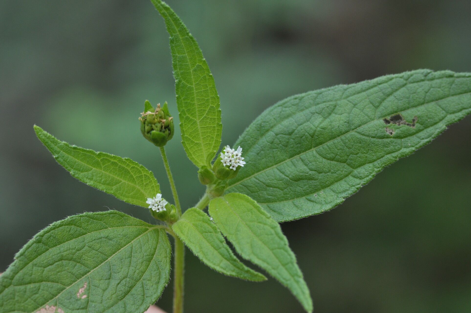 Blainvillea acmella other