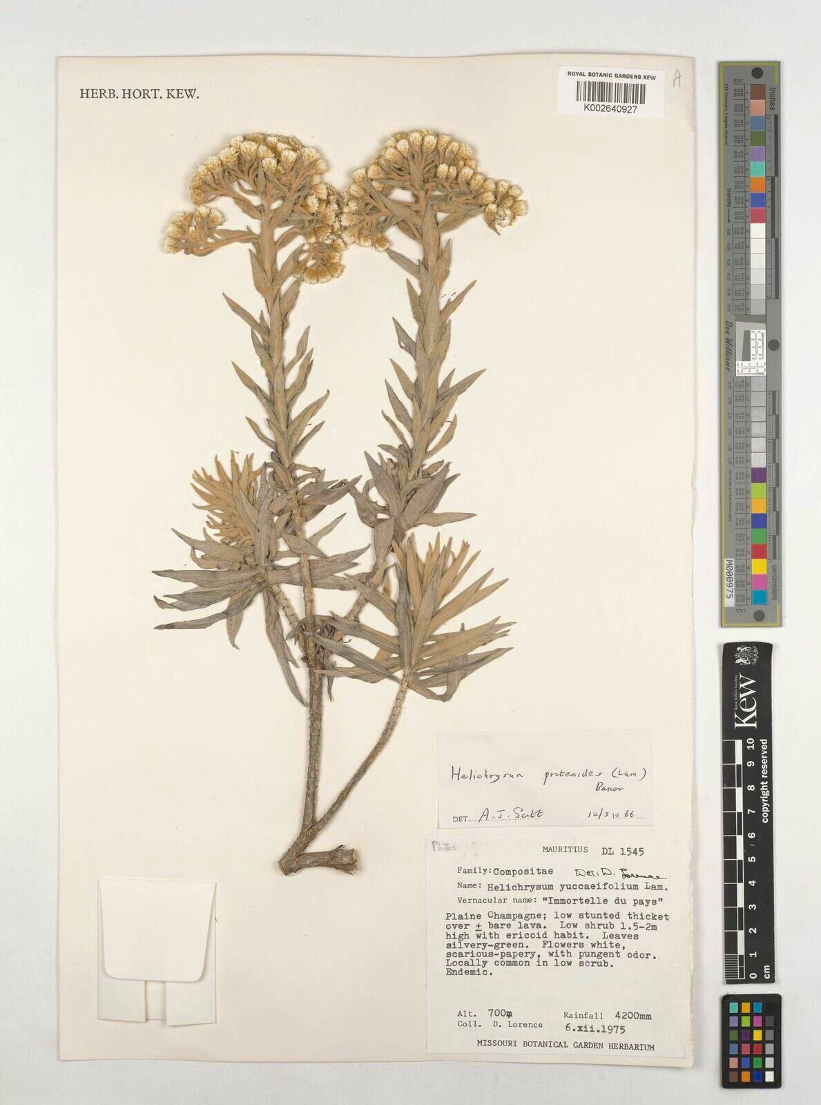 Helichrysum proteoides — search result for 'Helichrysum'