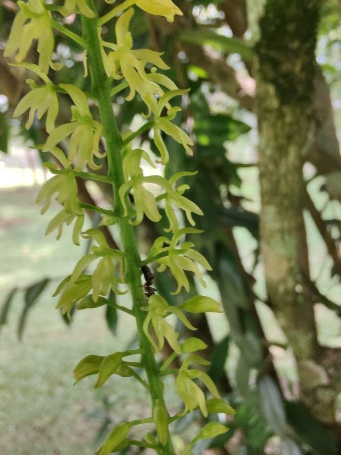 Notylia sagittifera — houseplant care guide