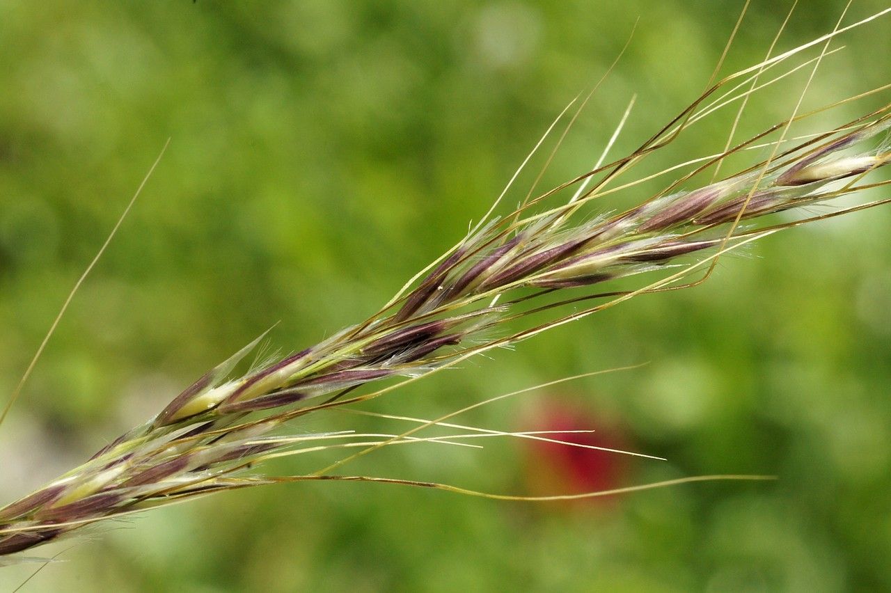 Amelichloa ambigua fruit