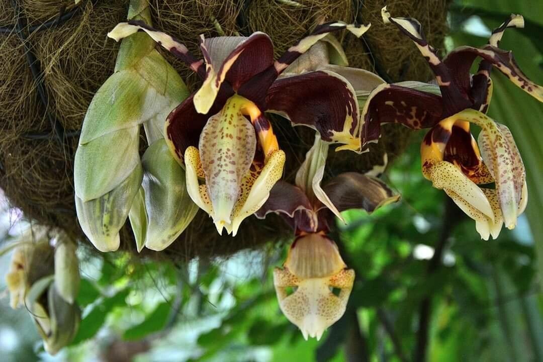 Stanhopea tigrina flower