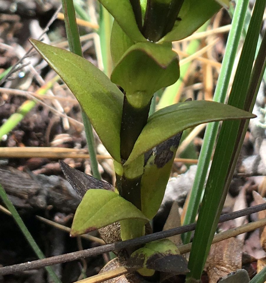 Gentianella selaginifolia — search result for 'Gentianella'