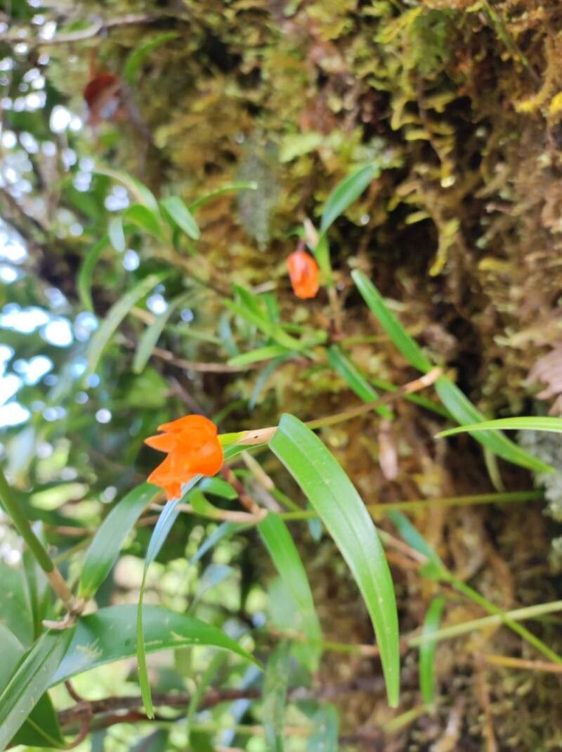Scaphyglottis sigmoidea flower