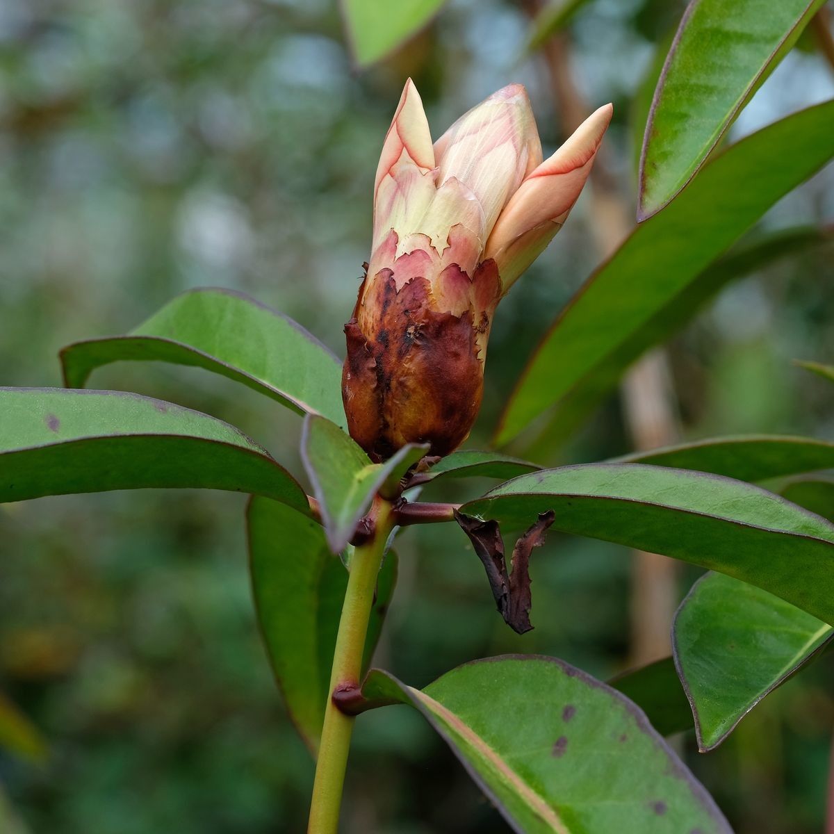Rhododendron javanicum other